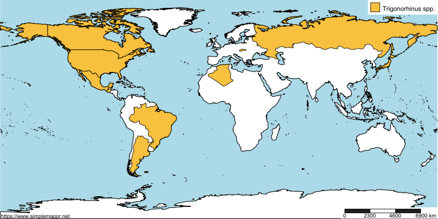 Trigonorhinini Anthribidae